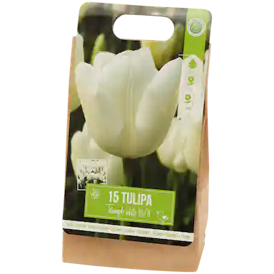 Tulpenbollen